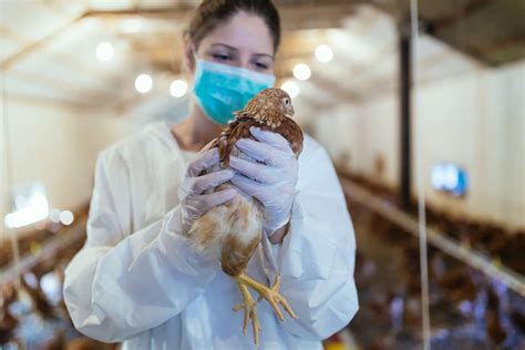 grippe aviaire chez les humains