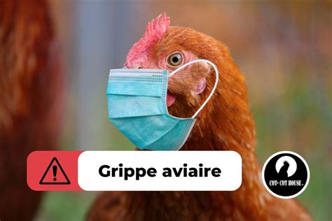 grippe aviaire grippe a