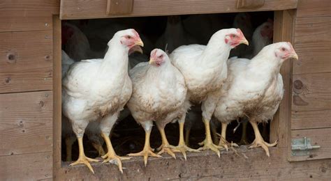 grippe aviaire pour les particuliers