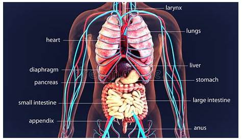 Anatomie des Menschen mit verschiedenen Organen 445701 Vektor Kunst bei