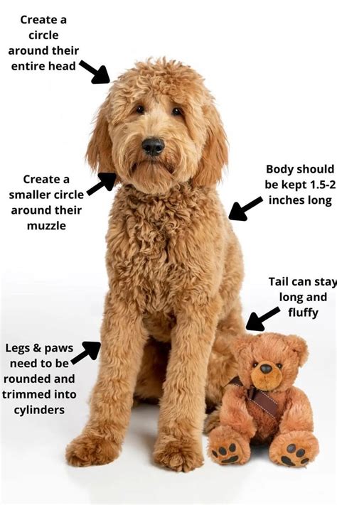 grooming a goldendoodle