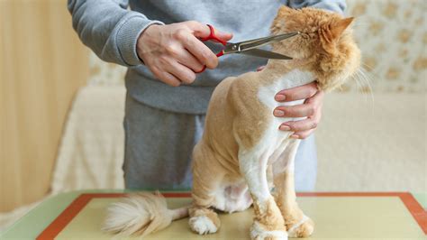 Grooming Cats Behind