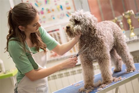 grooming course for dog groomers