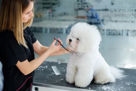 grooming course for dog professionals