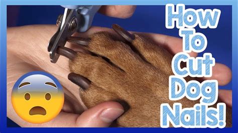 grooming difficult dogs nails