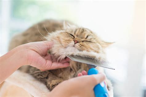 Grooming Of Cat