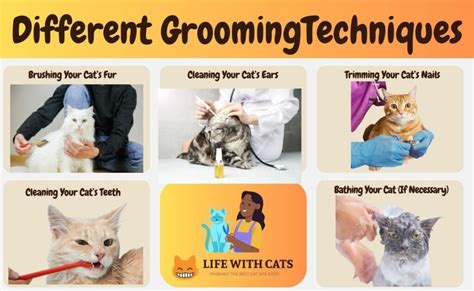 Mastering Grooming Techniques for Cattleya: Orchid Care