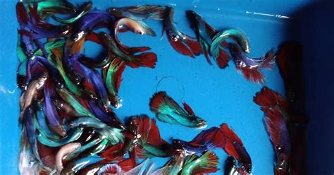 Ikan Cupang Hias Plakat Jantan Size Indukan Murah Grosir