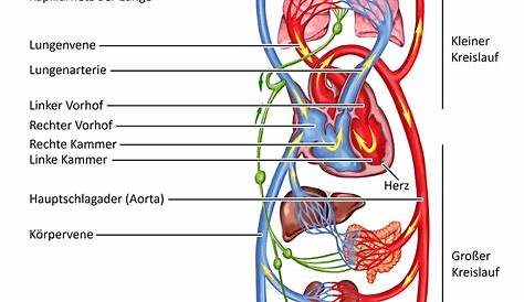 Das Herz-Kreislaufsystem: Lungenkreislauf, Körperkreislauf