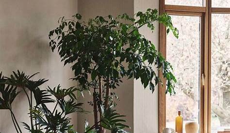 Mooie grote kamerplanten voor in de woonkamer #kamerplanten #intratuin