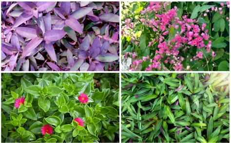 Ground Cover Plants For Florida Landscapes In 2023