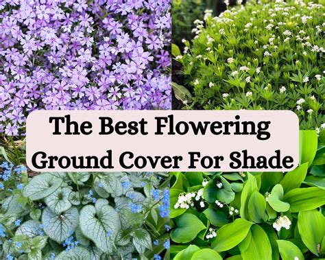 Ground Cover For Mostly Shade