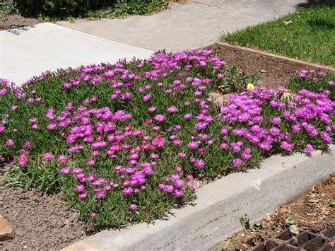 Ground Cover Thymes For Utah 1000 in 2020 Drought tolerant