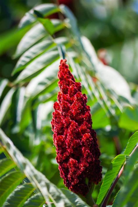 Ground Sumac Definition