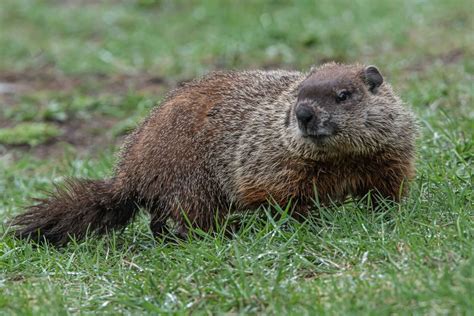 Groundhog controversies