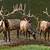 group of elk called