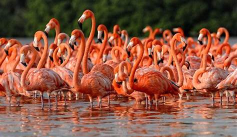 A group of Flamingo s stock image. Image of hawaii, feather - 8522805