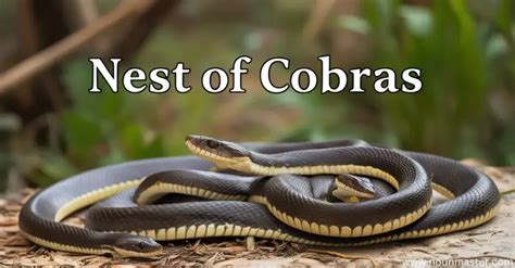group of cobras