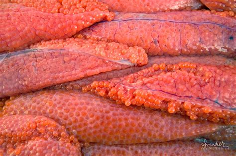 Group Of Fish Eggs Are Called