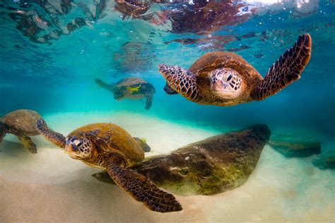 group of sea turtles called