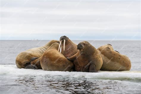 group of walrus