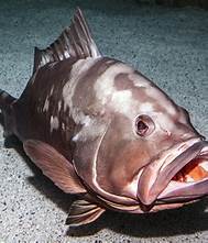 grouper