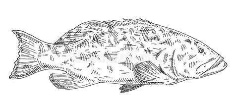 A Guide to the Different Types of Grouper American Oceans