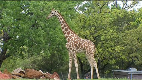 groupon okc zoo hours