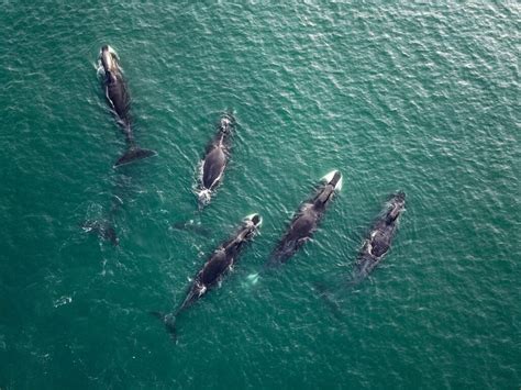 groups of whales called