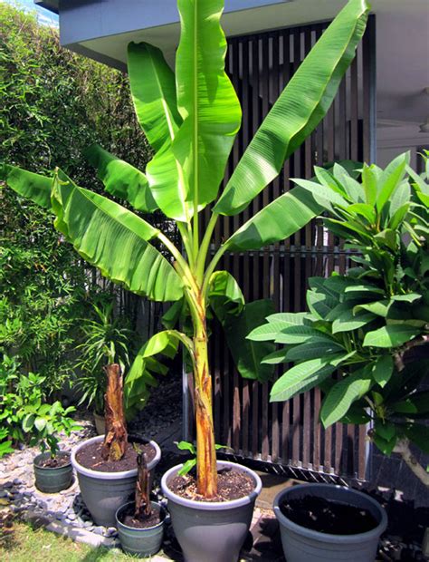 How to get started growing bananas Planting Bananas in Pots Growing