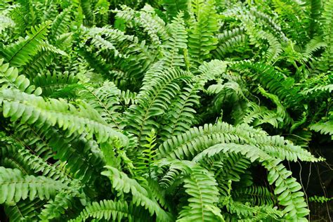 Keyword for How To Grow Healthy Ferns