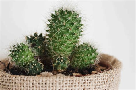 Indoor Cactus Plants Plant Care & Growing Guide