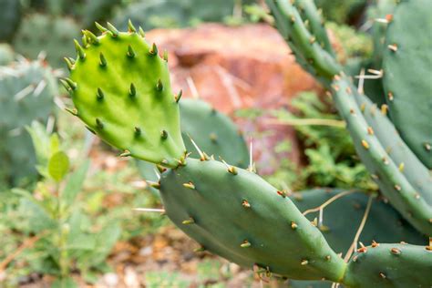 Prickly Pear Cactus Plant Care & Growing Guide