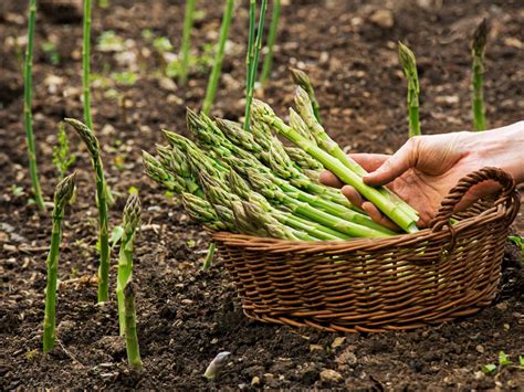 How to grow asparagus from seed! in 2021 Growing asparagus, Growing