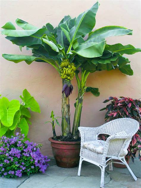 Tutorial And Tips How To Grow Banana Plants Both Indoors and Outdoor