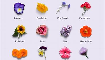 Grow Edible Flowers At Home