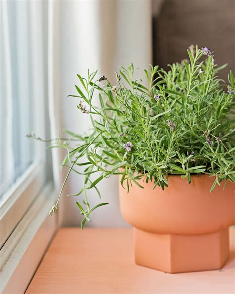 lavender indoor plant reymundo13999 Lavender plant, Window plants