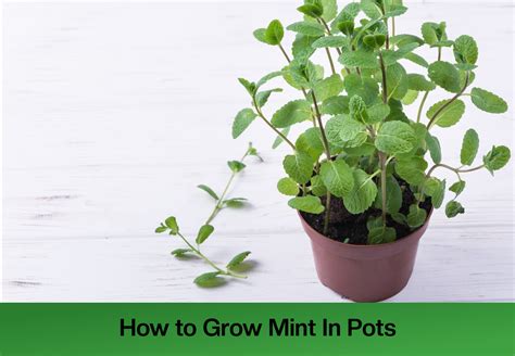 Guide to Mint Plants Better Homes & Gardens
