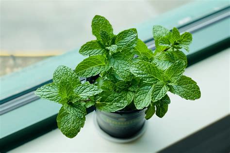 How to Grow Mint Indoors Plant Instructions