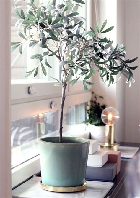 Olive Tree Care Grow an Olive Tree Indoors Types of Trees and Shrubs