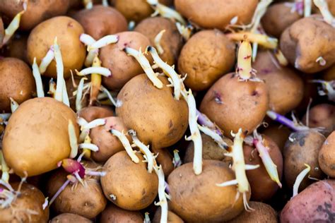 How to Grow Potatoes From Potatoes MyRecipes