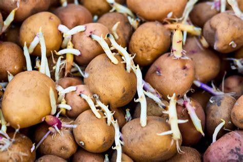 How to Grow Organic Potatoes in Your Garden