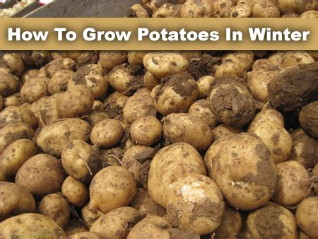 Tips for Storing Potatoes all Winter Long Our Stoney Acres How to