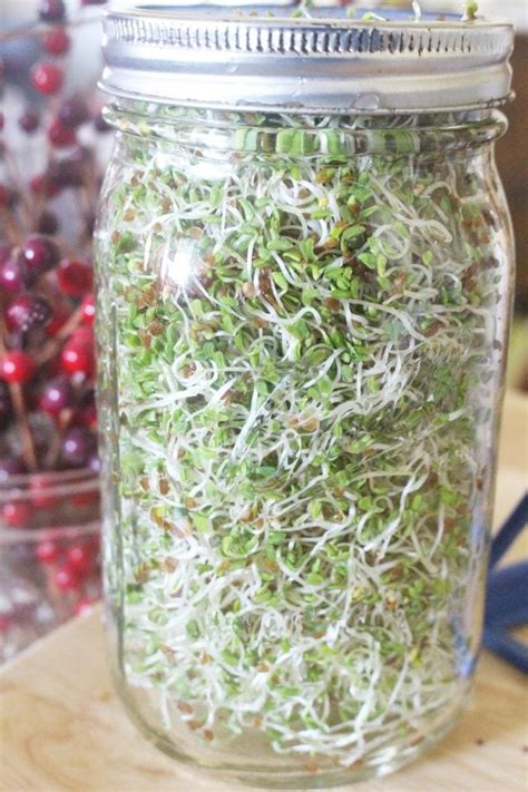 grow alfalfa sprouts in a jar