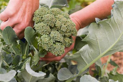 How to Grow Broccoli Growing broccoli, Backyard vegetable gardens