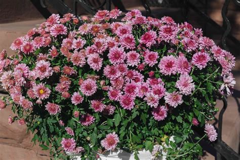 Chrysanthemum Plant Care After Flowering in Fall Growing Potted