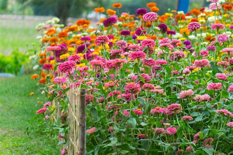 How To Grow Zinnias In Containers Zinnia Care In Pots Farmhouse & Blooms