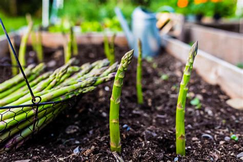 Asparagus is growing mildlyinteresting