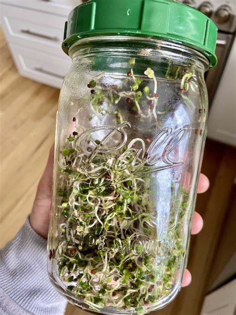 grow broccoli sprouts