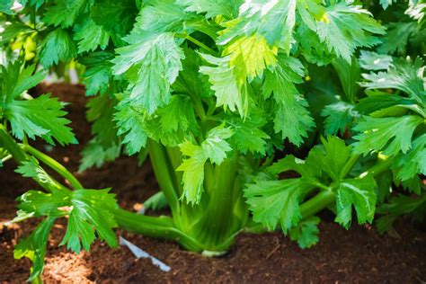 Grow Celery Zone 10